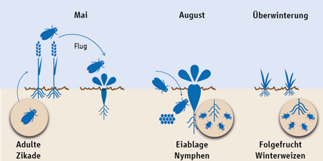 Zyklus Zikade
